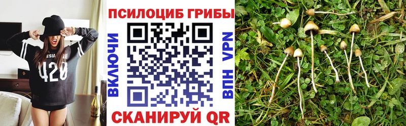 Галлюциногенные грибы Psilocybine cubensis  цены   Красный Сулин 